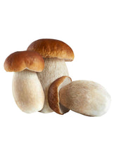 Natürliche Frische und Vielfalt auf Ihrem Teller mit unseren frischen Pilzen! Ideal für Saucen, Suppen und mehr. Entdecken Sie die Vielfalt der Pilzwelt.